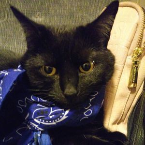 Meet your Posher, Beverly